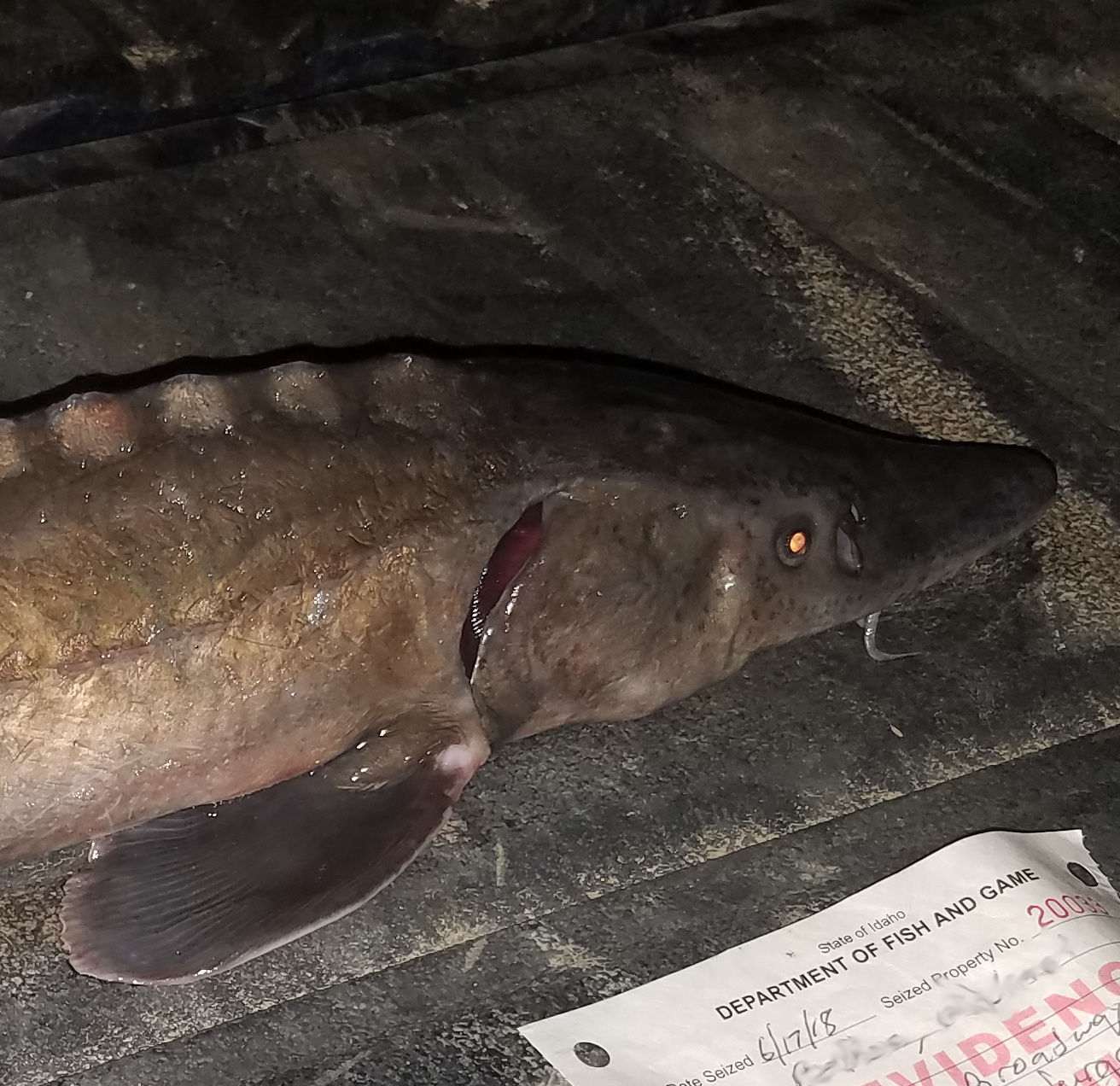 Sturgeon